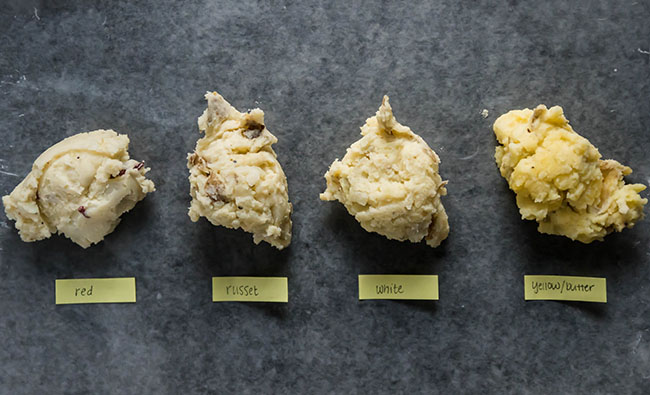 Four scoops of mashed potatoes from red, russet, white, and yellow potatoes, arranged in a row on a dark background.